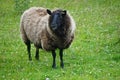 Mellon Udrigle, Scotland: A Shetland sheep on a farm on the west coast of Scotland Royalty Free Stock Photo